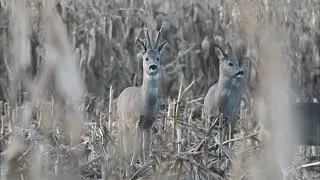 Kolejny ciekawy rogacz wypatrzony tym razem &oacute;smak 