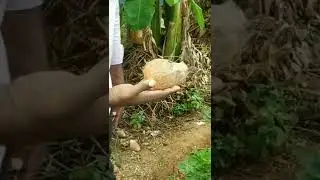 water divining using coconut