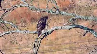 red-tailed hawks survey the creek #birds #hawks #raptor #nature
