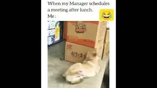 When my Manager schedules a meeting after lunch #corporatelife #hr #funny #memes #corporateemployee