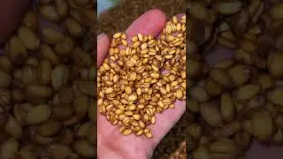 Пророщенная пшеница для корма уток