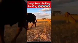 Singa Di t3nd4n9 banteng lngsung terdiam,🫢#Animals #Vidiohewan
