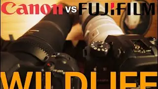 The Ultimate Wildlife Lens Conspiracy: Fuji 500mm f5.6 Pro vs Canon 800mm f11 Budget Lens!