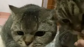 Melon and Carrot eating cat lollipop mukbang!!