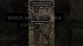 Setting up to get your Dusk Buck #deer #whitetaildeer #bowhunting #bigdeer #bigbucks #dusk #fields