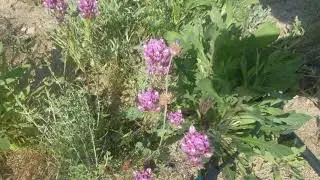 Castilleja exserta