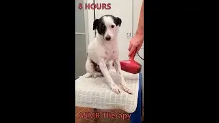 Luna Dog Dryning ASMR &bull; 8 Hours Phon Sound Relax &bull; Suono Rilassante &bull; Rumore Bianco Dormire Subito