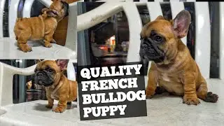 BASTI | RED FAWN FRENCH BULLDOG