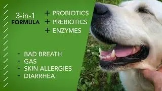 Paw Life Pro Pup Soft Chews | Gut Health, Probiotics & Digestive Comfort for Dogs