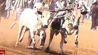 Part 2 - Highlights - Bull Race Khad Factory 25.1.2025