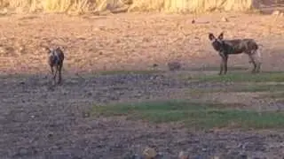 Following a pack of African Wild Dogs (part 4)