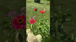 Backyard blessings #backyardgardening #eo4adventures  #butterflies #zinnias