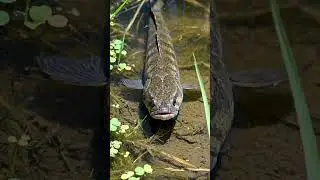 🎣UNBELIEVABLE Fish Life in the Countryside! 🤯 You Won't Believe What We Found! #205
