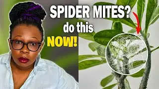 Spider Mites? Do THIS Before It&rsquo;s Too Late (Step-by-Step)
