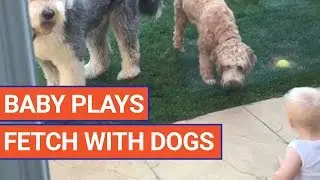 Baby Plays Fetch with Puppies Video 2016 | Daily Heart Beat