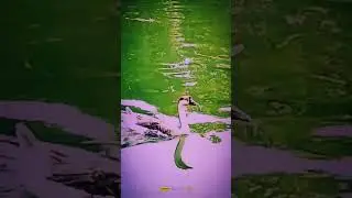 swimming swan