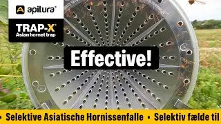 High Performance Asian Hornet Trapping - TRAP-X and Bait Pod