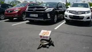 POV Cop Chases Skateboarding Turtle | Royalty-Free Funny Stock Footage