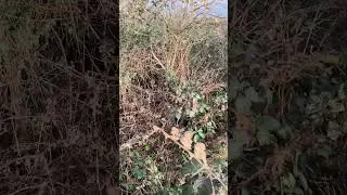 Gros ferme sur sanglier bless&eacute; !! #ferme #sanglier #chasse #hunting #wildboar #chien