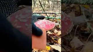 Опасный или полезный? #мухомор