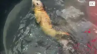 La cr&iacute;a de foca gris se recupera en el Acuario