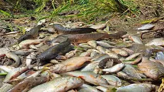 oh awesome fishing! catch a lot of fish under straw at rice field by best hand a smart fisherman