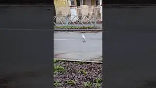 Жизнь одной маленькой чайки / The Life of one little seagull #Shorts