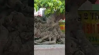 Bonsai Essence TV | The Beauty of Bonsai Masterpieces #bonsai #planetebonsai #caycanh