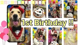 My dogs first birthday | Birthday Vlog | Max the golden retriever