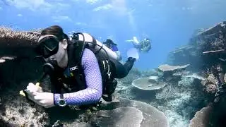 Master Reef Guide Perspective / MOUA / Museum of Underwater Art