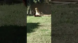 Alpacas o Weke, el canto de la reproducci&oacute;n.