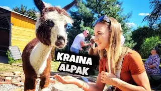 Ugryzła mnie w palca , alpaka ze skrzywionym zgryzem