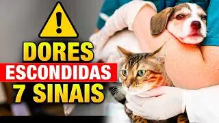 7 Sinais que está com Dor (e Você Não Percebeu!) - (Gato, Cachorro, Pets em Geral!)