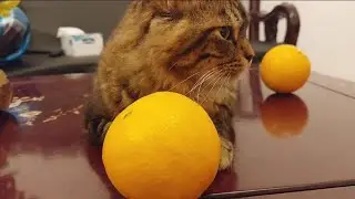 Sniffing Oranges