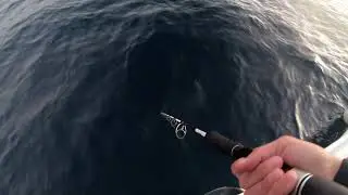 Picada/Strike Medregal/Amberjack a  jigging en Fuerteventura. Xipi JLC.