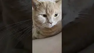 Доброта #юмор #прикол #котмишель #cat #кот #funny #cutecat #comedy
