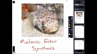 Malonic Ester Synthesis