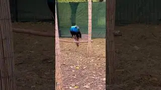 #природа #павлин #птицы #birds #relaxing #nature #entertainment #peacock #relaxing