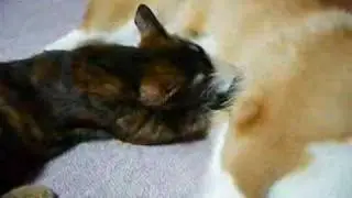 おっぱいを飲む赤ちゃんネコ
