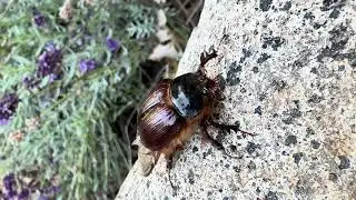 Rain Beetle (Pleocoma staff)
