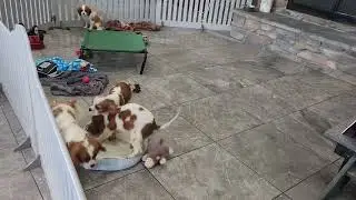 Jesse, Jordan, Ryder and Rory