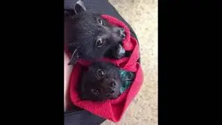 bats being all cute and shit for a minute