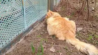 Cat teases neighbor's dog. #cat #animals #catlover