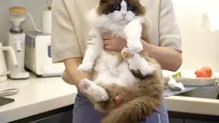 생고기를 노리다 현장 검거된 한마리 작은 맹수