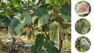 fruits protection bags Protecting your fruit from pests/birds/critters