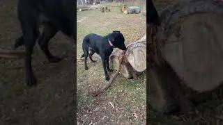German Shepherd Black Lab Alerted (1yr old)