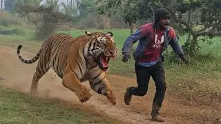 Tiger Attack bike rider on Forest! bike ride of world #tigerattack 