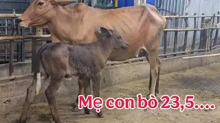05/02 _ Mẹ con cái 3B 23,5 _ Trại Bò Thành Trung 