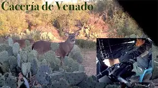 Cacer&iacute;a de Venado Colablanca Texano con Arco para Grandes Trofeos
