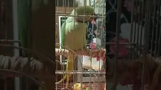 #coversong #song #trending #viral #birds #parrot #trending #mitthu #shorts #talkingparrot #ghazals